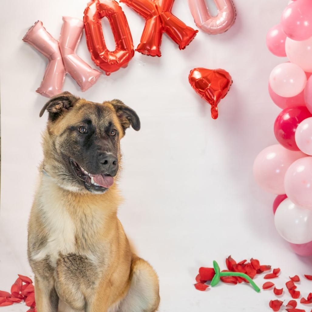 Enlarge Rolo, a Adoptable mixed breed in Long Beach, CA image 4/6