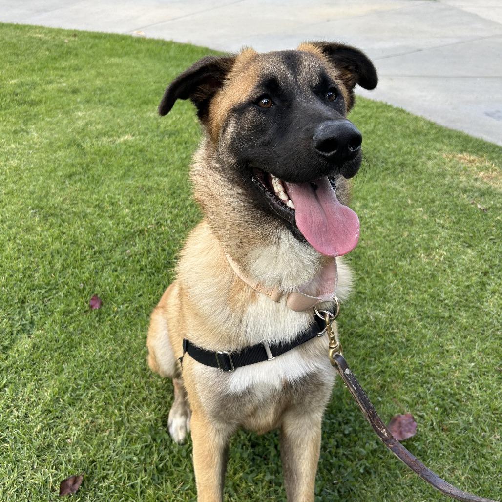 Rolo, a Adoptable mixed breed in Long Beach, CA image 5/6
