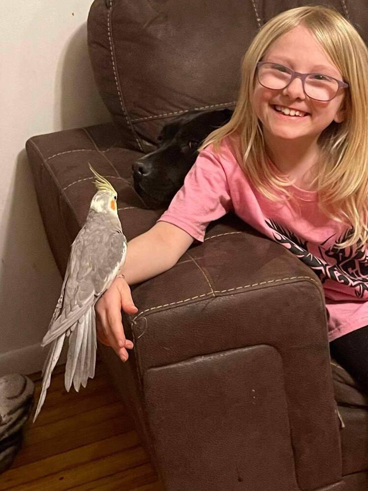 Enlarge Cockatiel  (Cocoa) darker grey, a Adoptable Cockatiel in West Mifflin, PA image 1/3