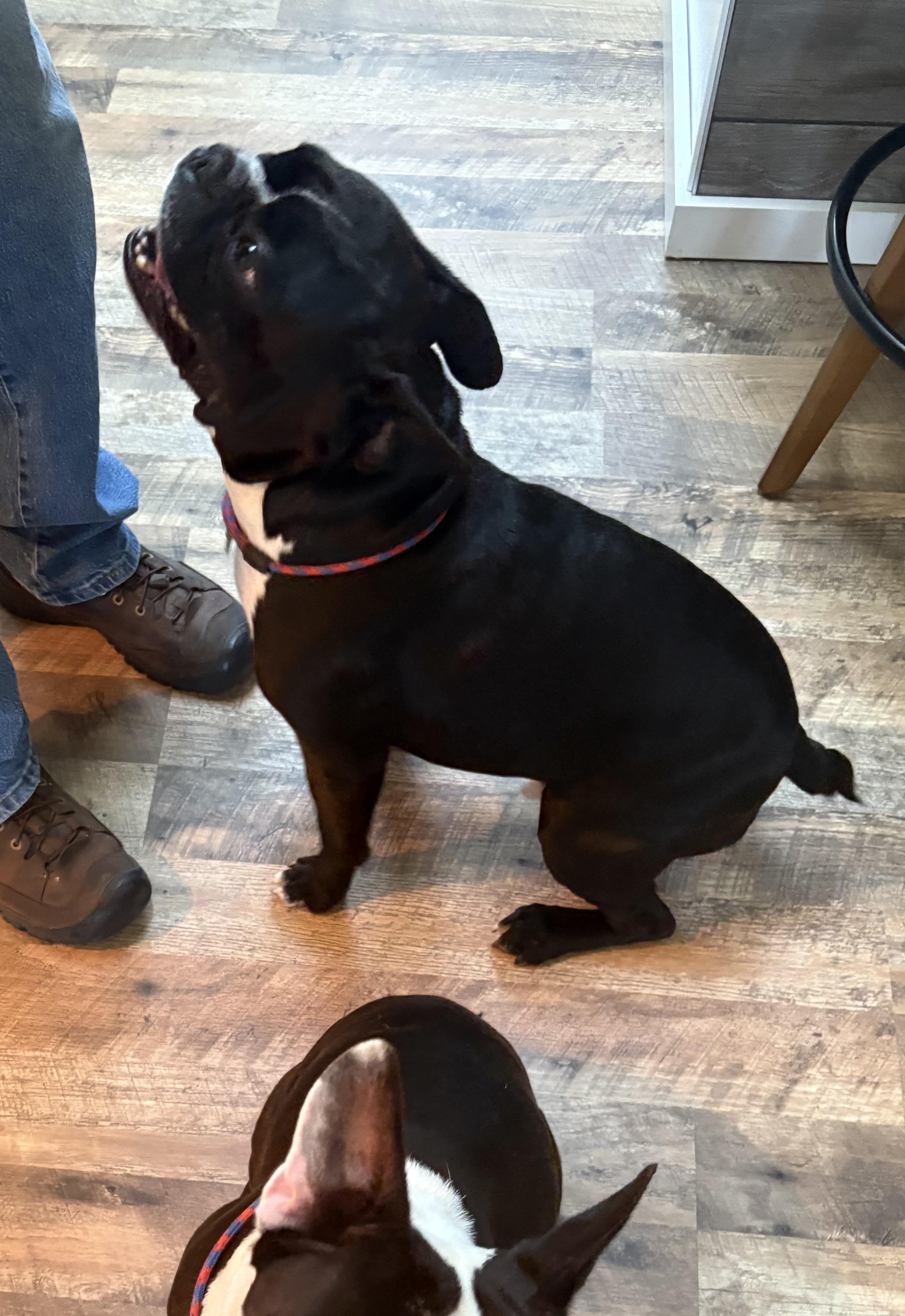 Enlarge Polo, a Adoptable mixed breed in Seattle, WA image 2/6