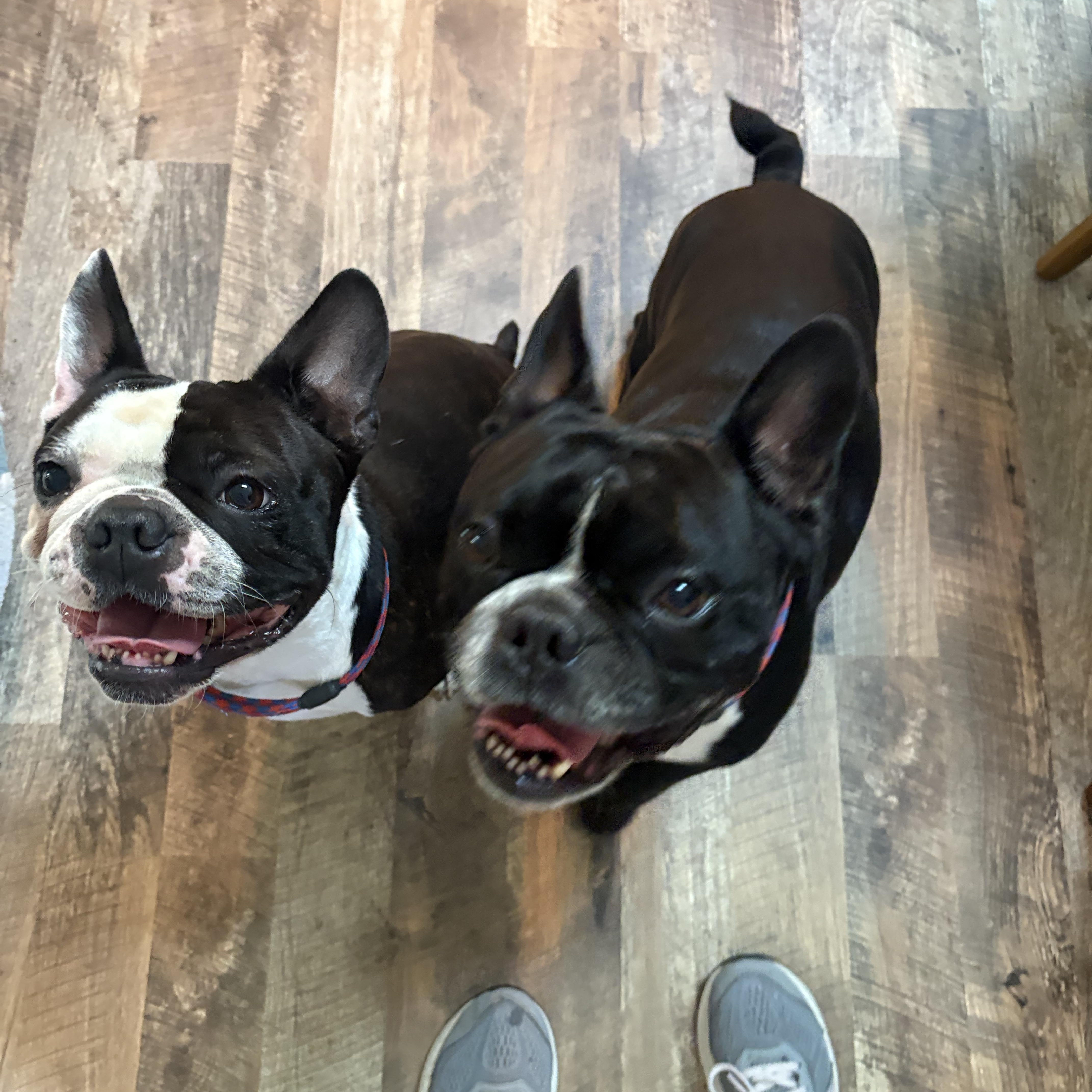 Polo, Adoptable, Young Male Boston Terrier & French Bulldog.