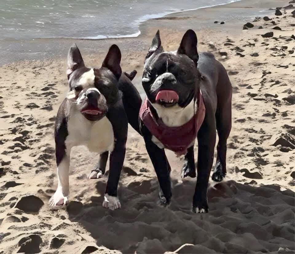 Enlarge Polo, a Adoptable mixed breed in Seattle, WA image 3/6