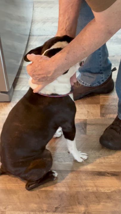 Enlarge Polo, a Adoptable mixed breed in Seattle, WA video 6/6