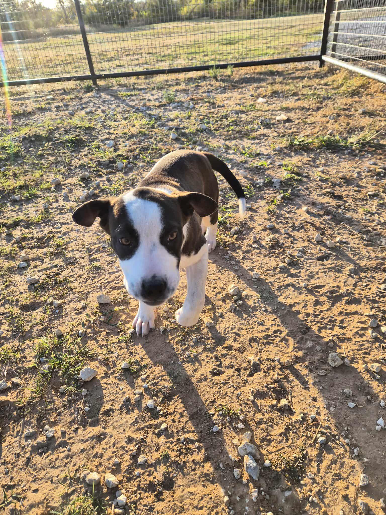 Enlarge Reese, a Adoptable mixed breed in Bowie, TX image 3/5