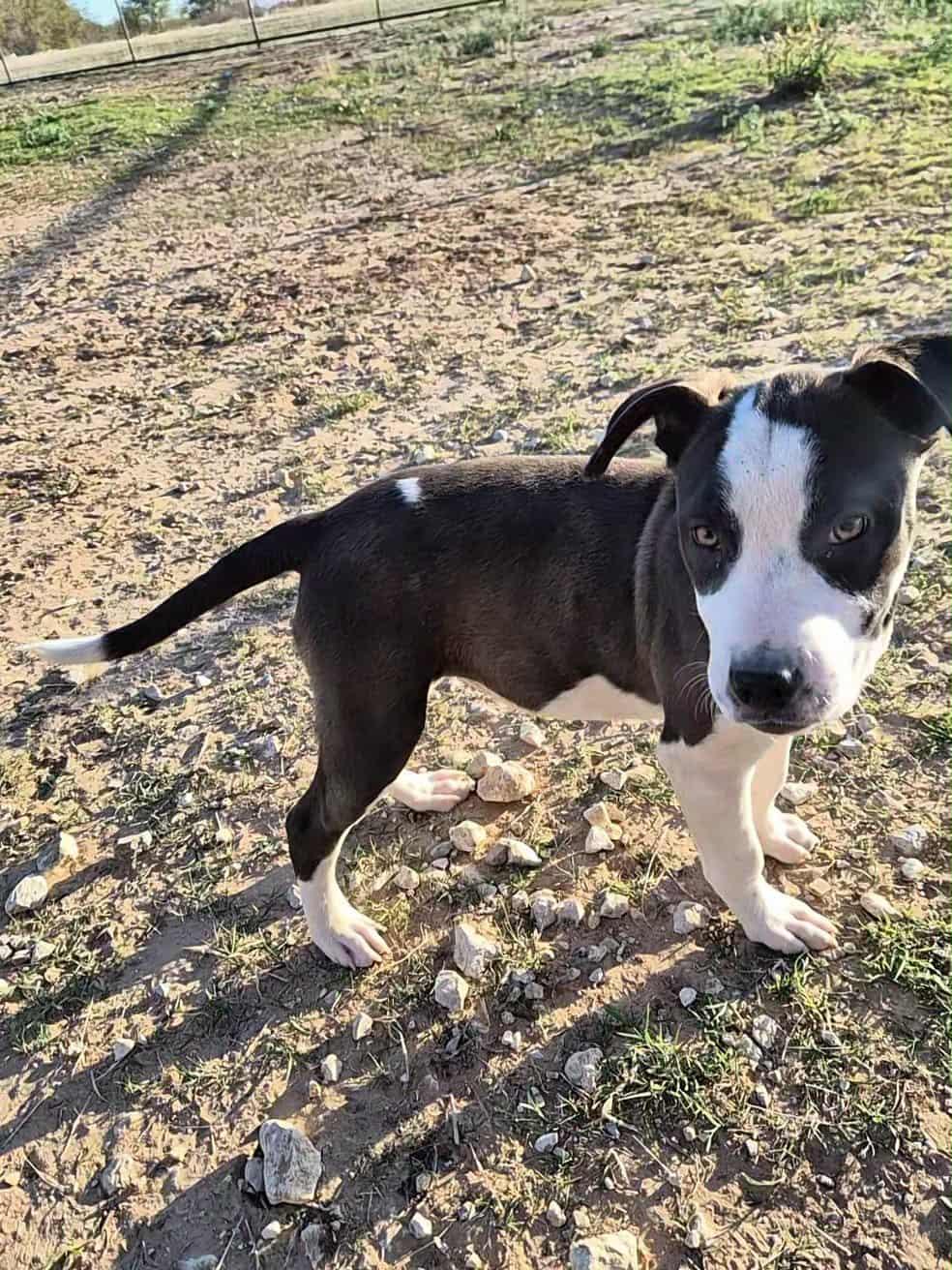 Enlarge Reese, a Adoptable mixed breed in Bowie, TX image 5/5