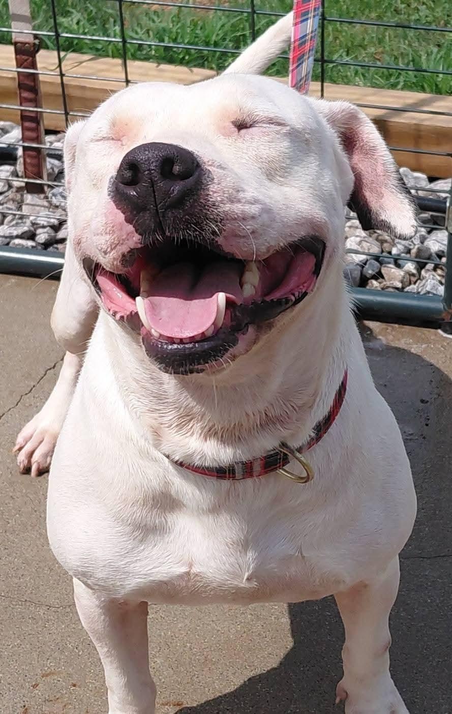 LADY JANE, an adoptable Bull Terrier, American Staffordshire Terrier in Flint, MI, 48507 | Photo Image 2