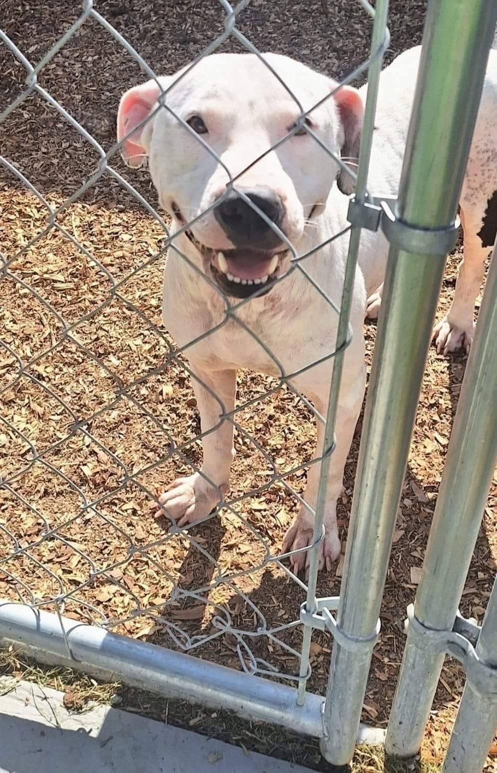 LADY JANE, an adoptable Bull Terrier, American Staffordshire Terrier in Flint, MI, 48507 | Photo Image 5