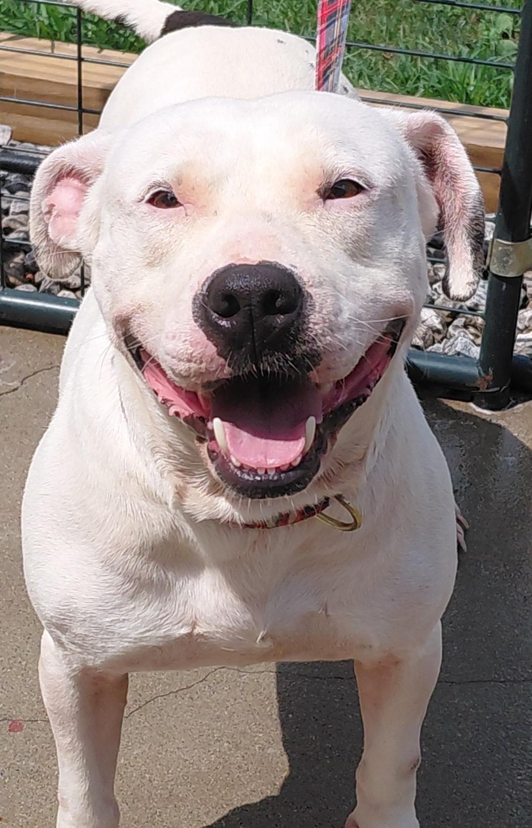 LADY JANE, an adoptable Bull Terrier, American Staffordshire Terrier in Flint, MI, 48507 | Photo Image 1