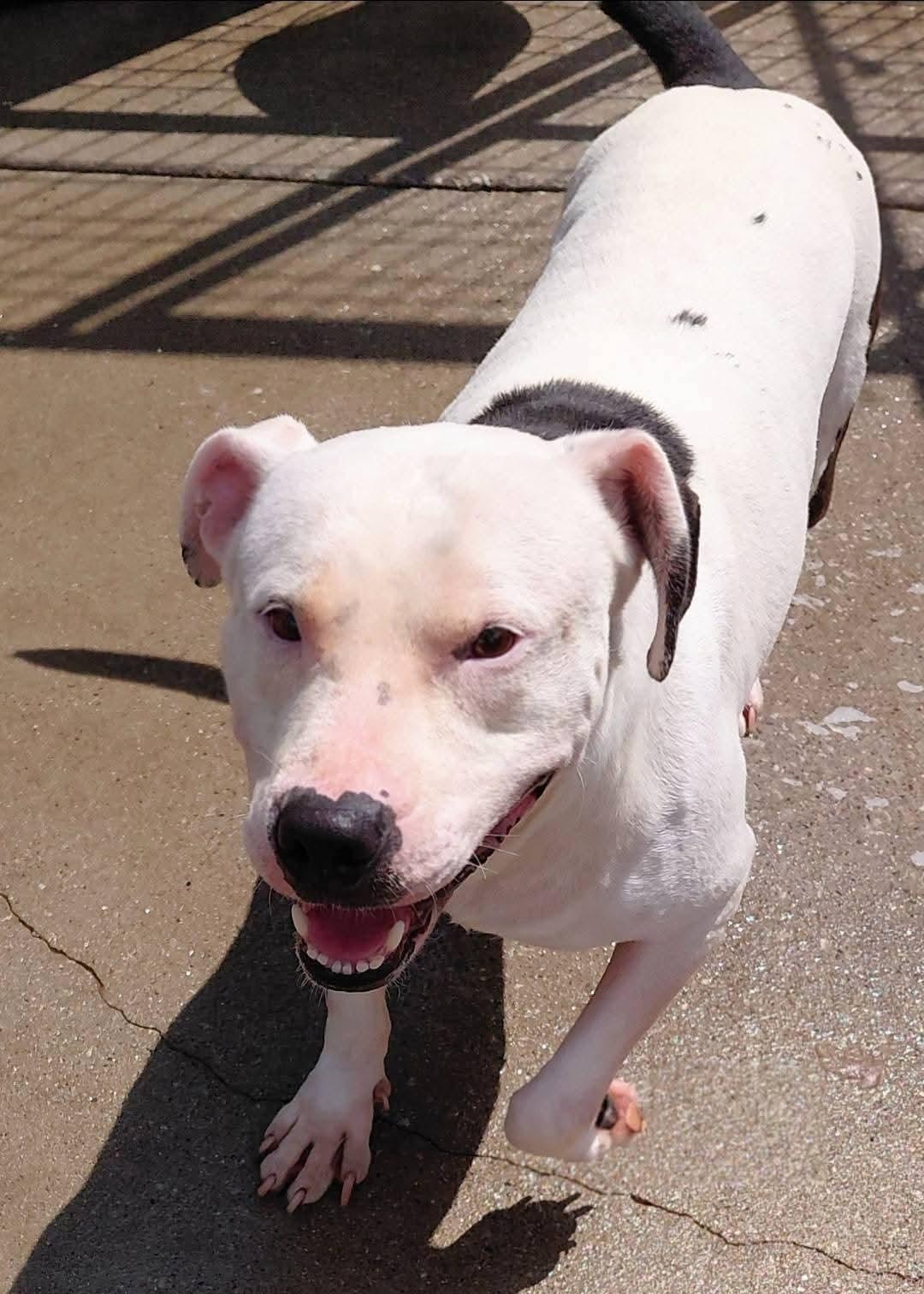 LADY JANE, an adoptable Bull Terrier, American Staffordshire Terrier in Flint, MI, 48507 | Photo Image 3