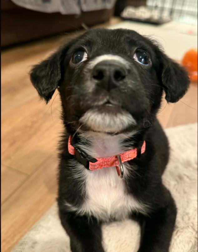 Enlarge Pony Girl, a Adoptable mixed breed in Eutawville, SC image 4/7