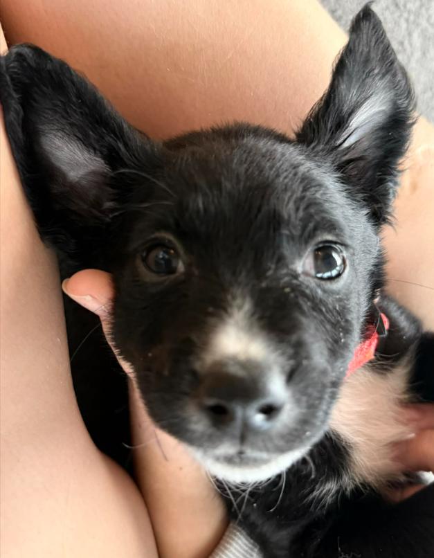 Enlarge Pony Girl, a Adoptable mixed breed in Eutawville, SC image 7/7