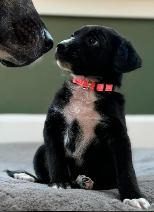 Enlarge Pony Girl, a Adoptable mixed breed in Eutawville, SC image 5/7