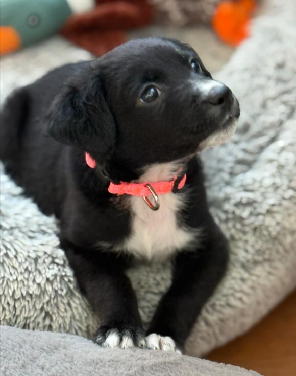 Enlarge Pony Girl, a Adoptable mixed breed in Eutawville, SC image 6/7