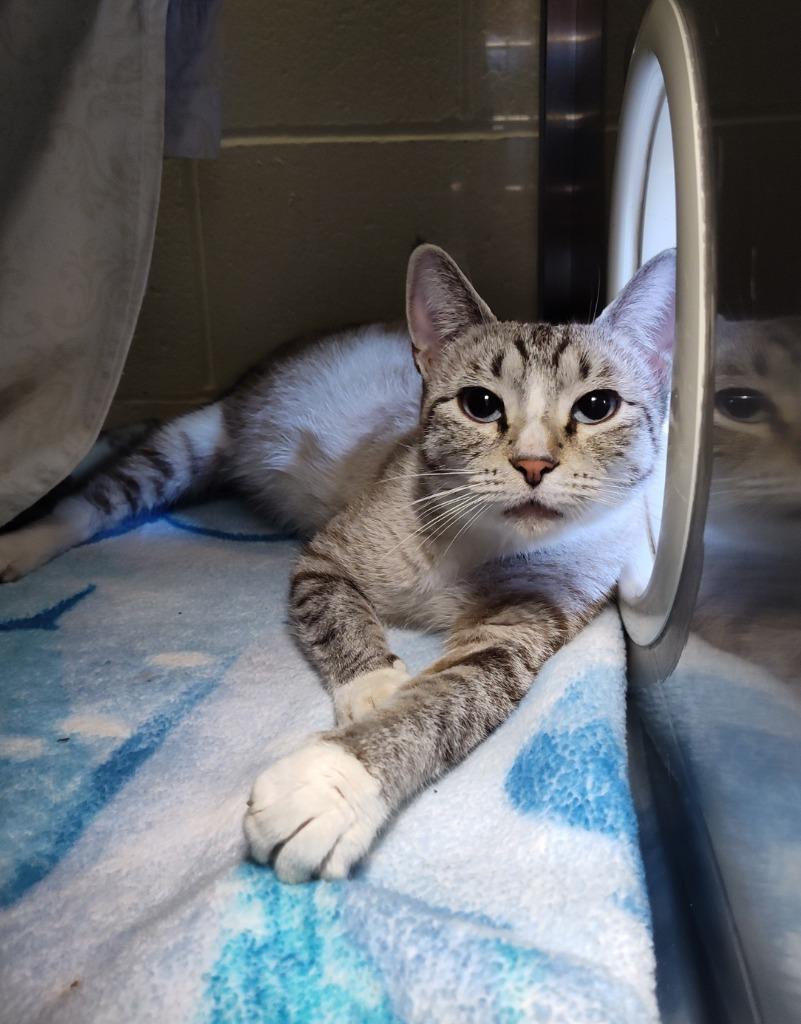 Sally, Adoptable, Adult Female Domestic Short Hair.