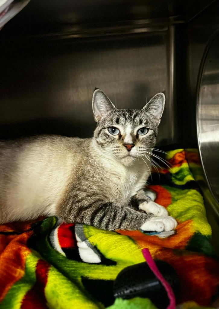 Enlarge Sally, a Adoptable mixed breed in Grand Forks, ND image 2/3