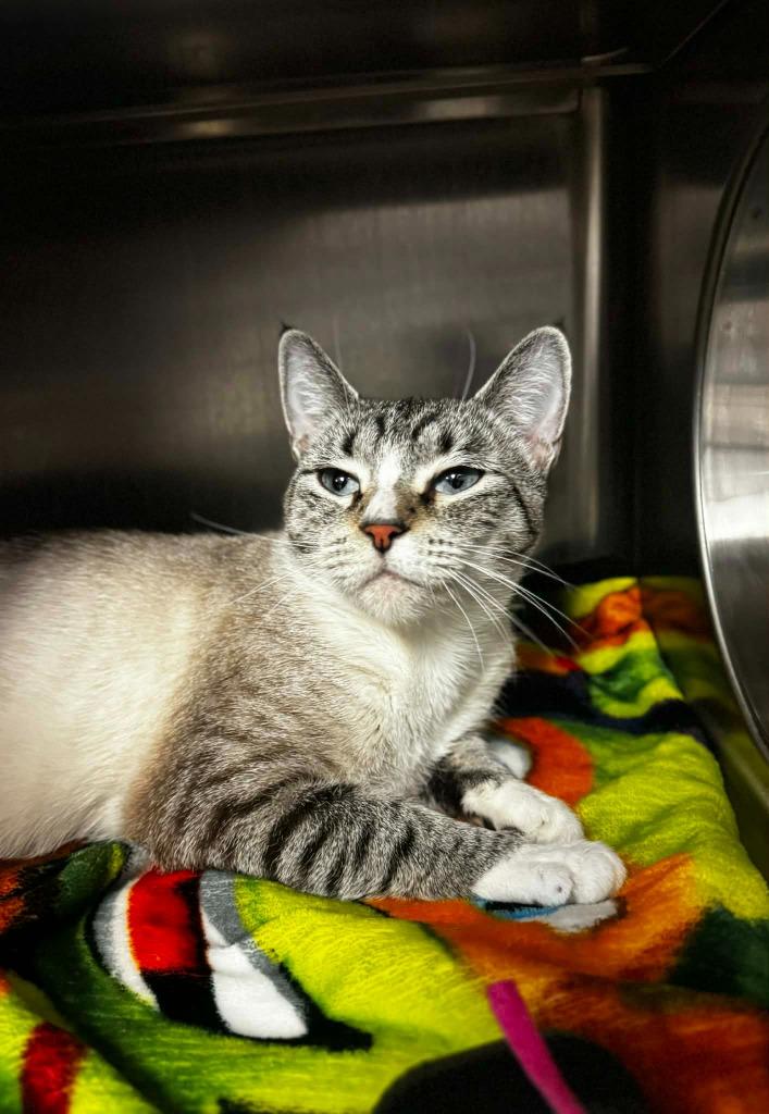 Enlarge Sally, a Adoptable mixed breed in Grand Forks, ND image 3/3