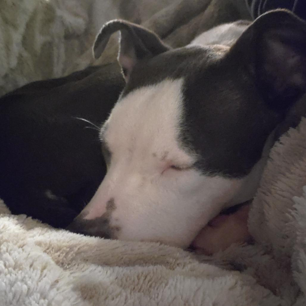 Enlarge Cindy, a Adoptable Pit Bull Terrier in Tacoma, WA image 3/3