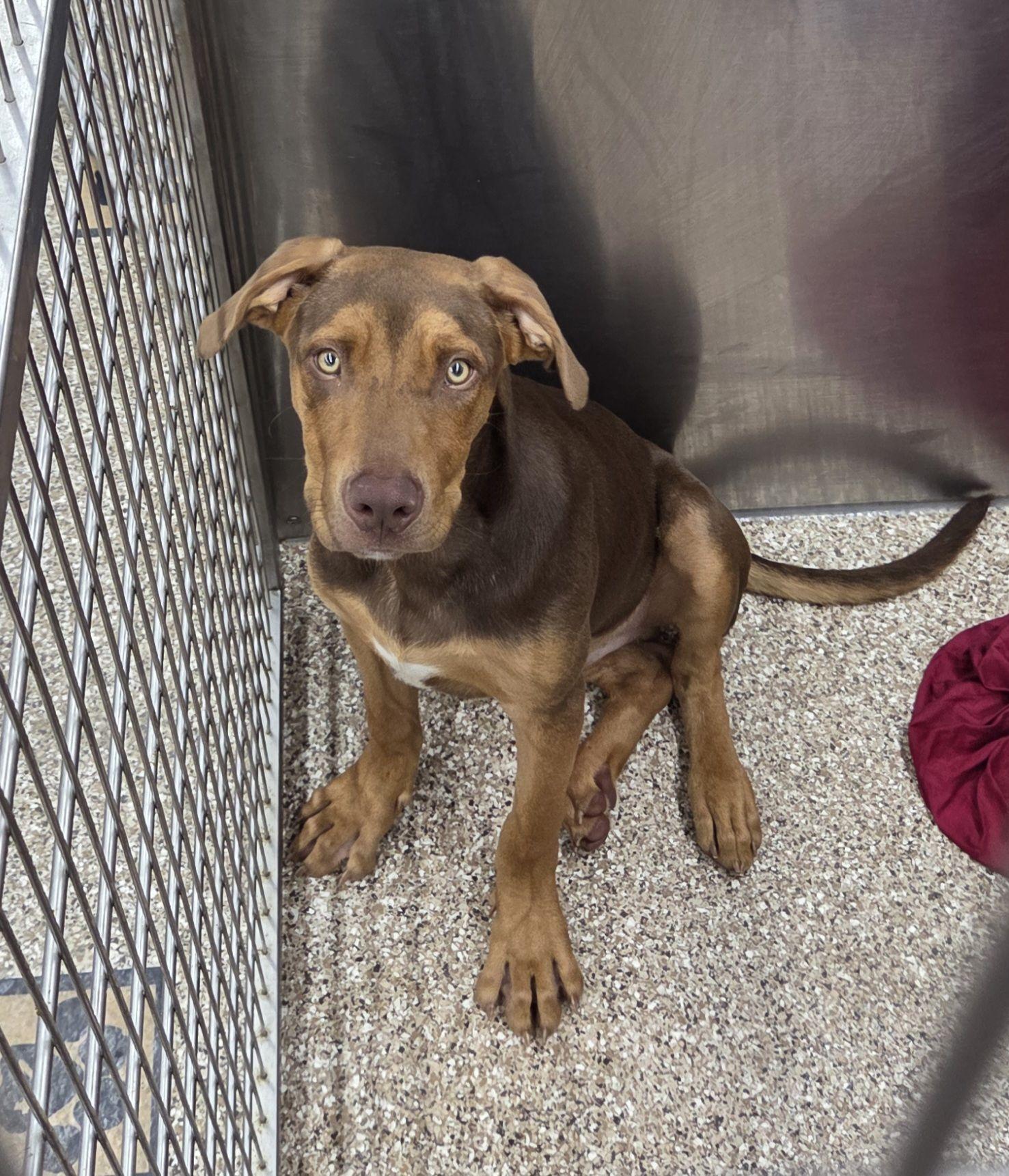 Adorable Pup found