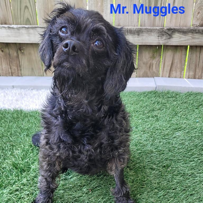 Mr. Muggles, ADOPTABLE, Senior Male Chesapeake Bay Retriever & Pug.