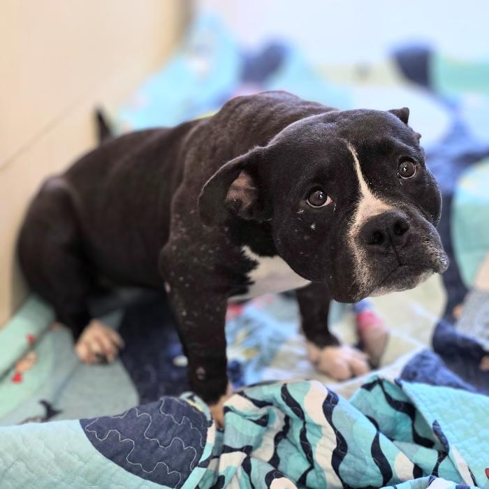 Smidge American Bully Dog