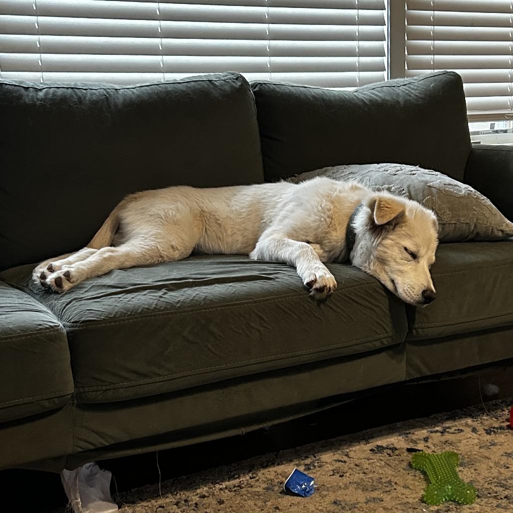 Little Man, a Adoptable mixed breed in Wichita, KS image 1/5