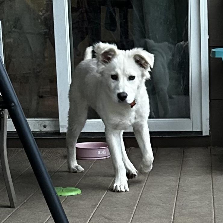 Little Man, a Adoptable mixed breed in Wichita, KS image 2/5
