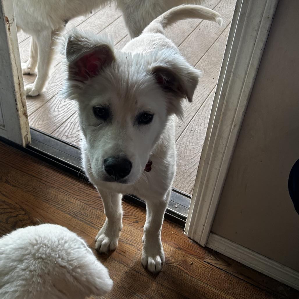 Little Man, a Adoptable mixed breed in Wichita, KS image 3/5