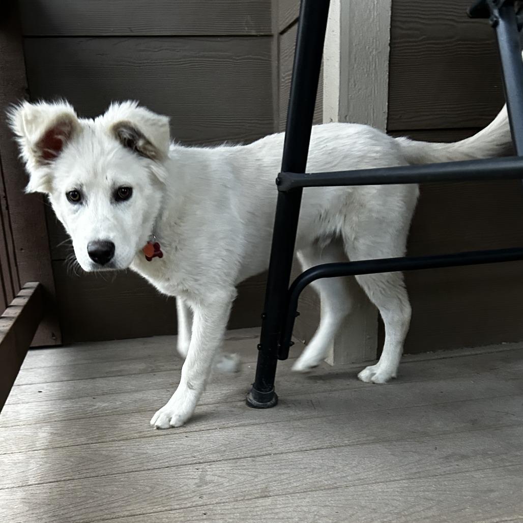 Little Man, a Adoptable mixed breed in Wichita, KS image 4/5