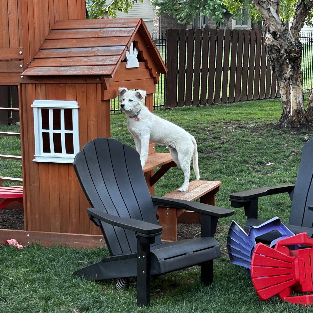 Little Man, a Adoptable mixed breed in Wichita, KS image 5/5