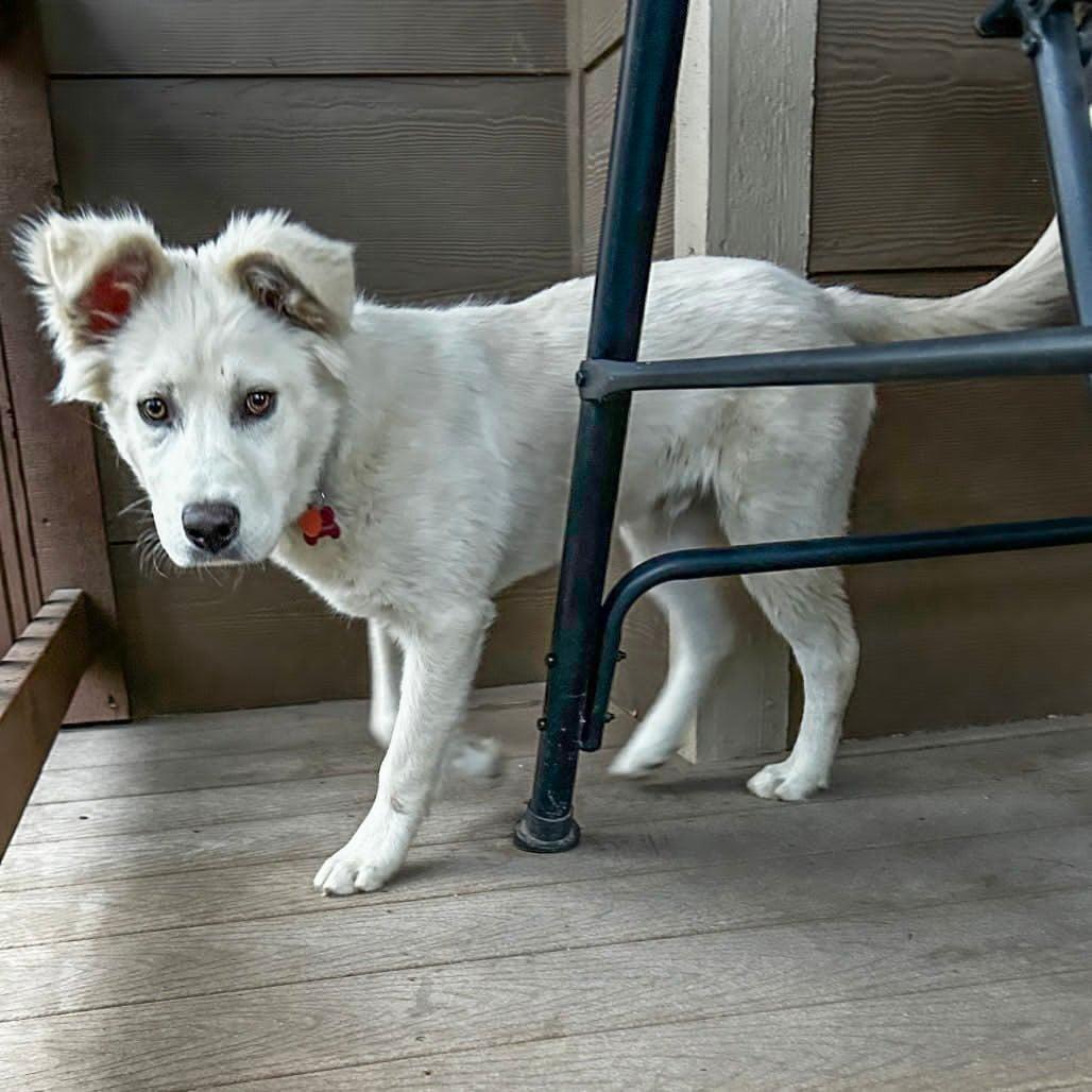 Little Man, a Adoptable mixed breed in Wichita, KS image 5/5