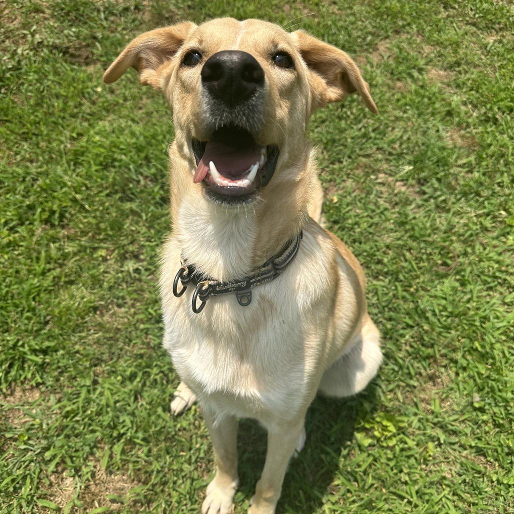 Fred, ADOPTABLE, Young Female English Shepherd.