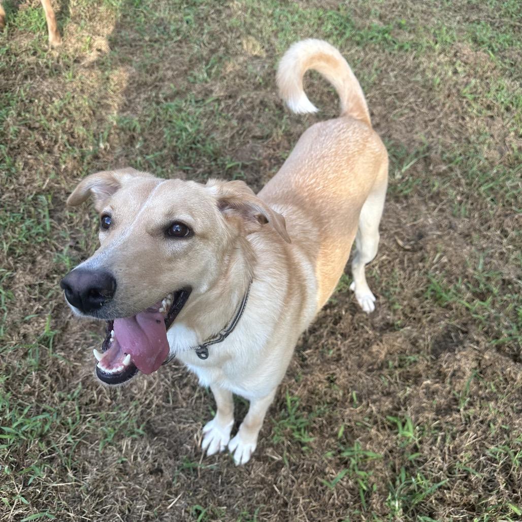 Enlarge Fred, a ADOPTABLE mixed breed in Chattanooga, TN image 3/5