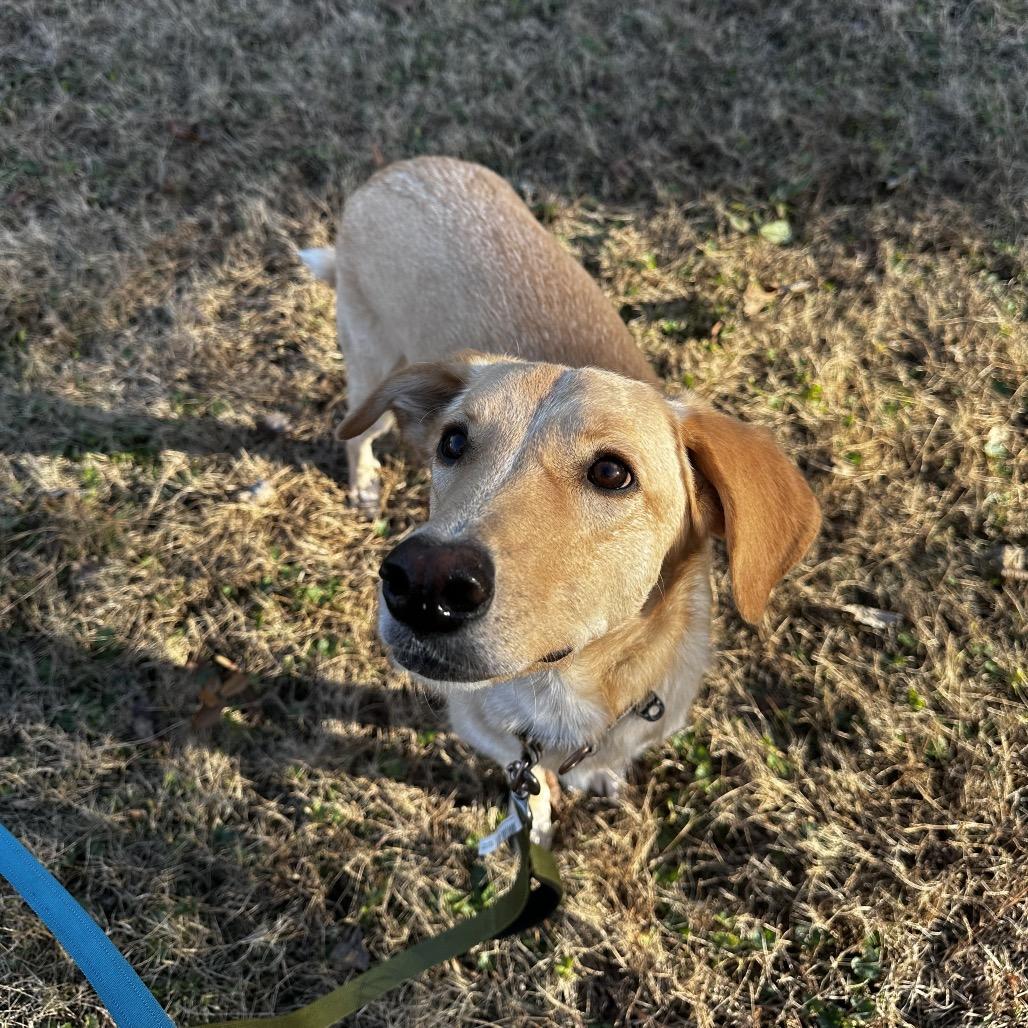 Enlarge Fred, a ADOPTABLE mixed breed in Chattanooga, TN image 5/5