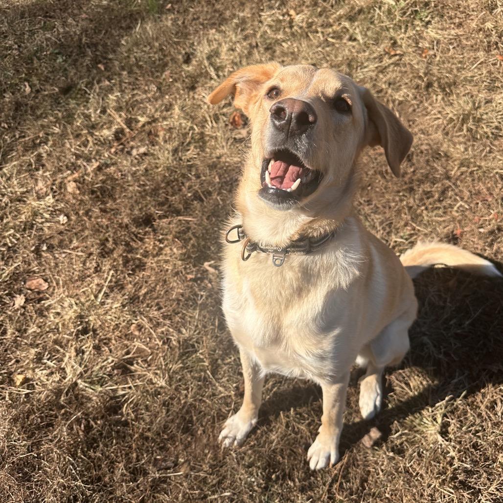 Enlarge Fred, a ADOPTABLE mixed breed in Chattanooga, TN image 4/5