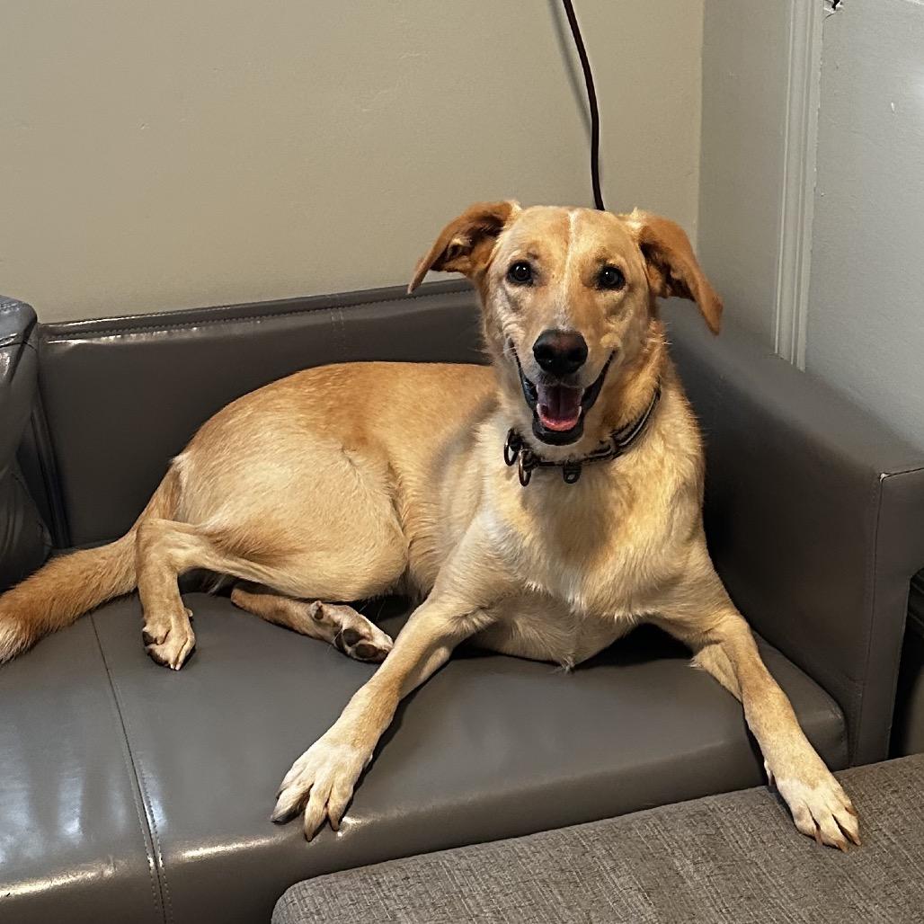 Enlarge Fred, a ADOPTABLE mixed breed in Chattanooga, TN image 2/5