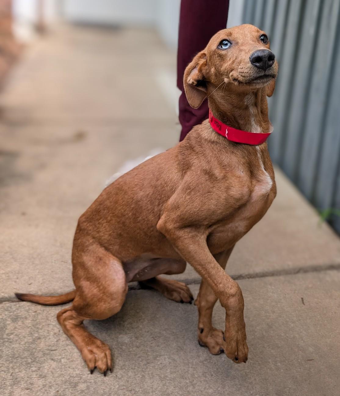 Enlarge Reba, an adopted mixed breed in Medfield, MA image 2/3
