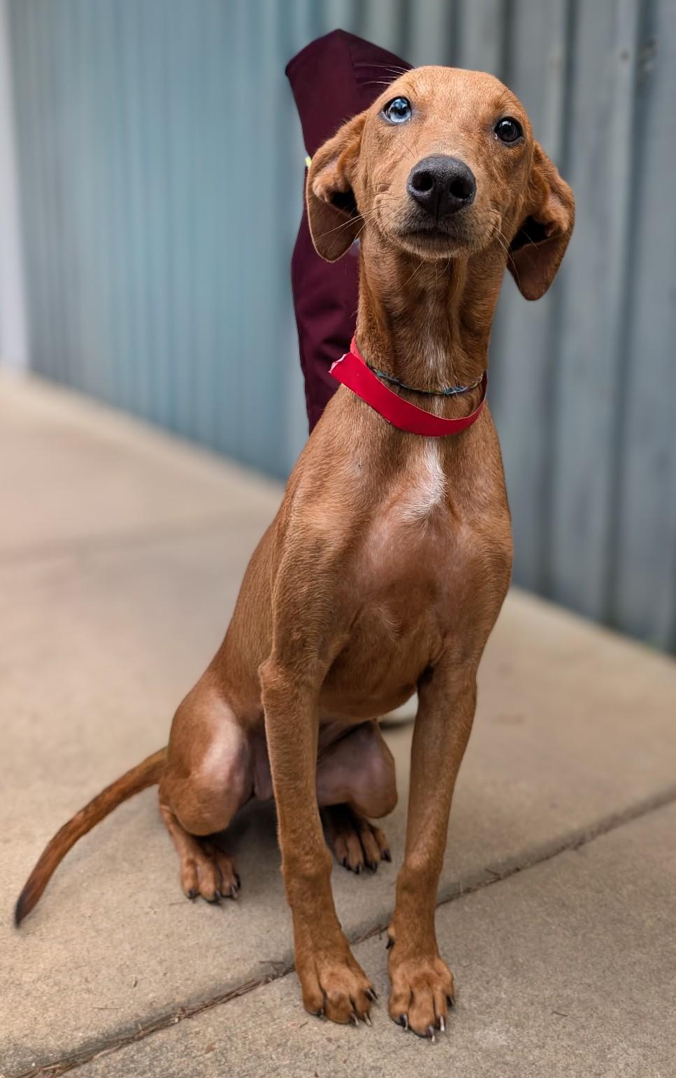 Enlarge Reba, an adopted mixed breed in Medfield, MA image 3/3