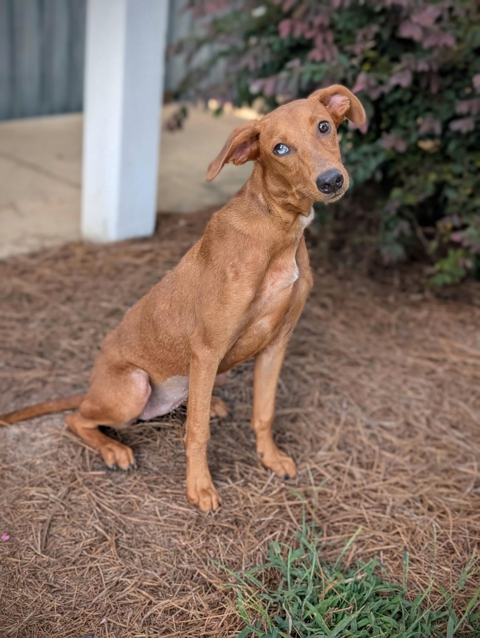 Reba, adopted, Puppy Female Hound.