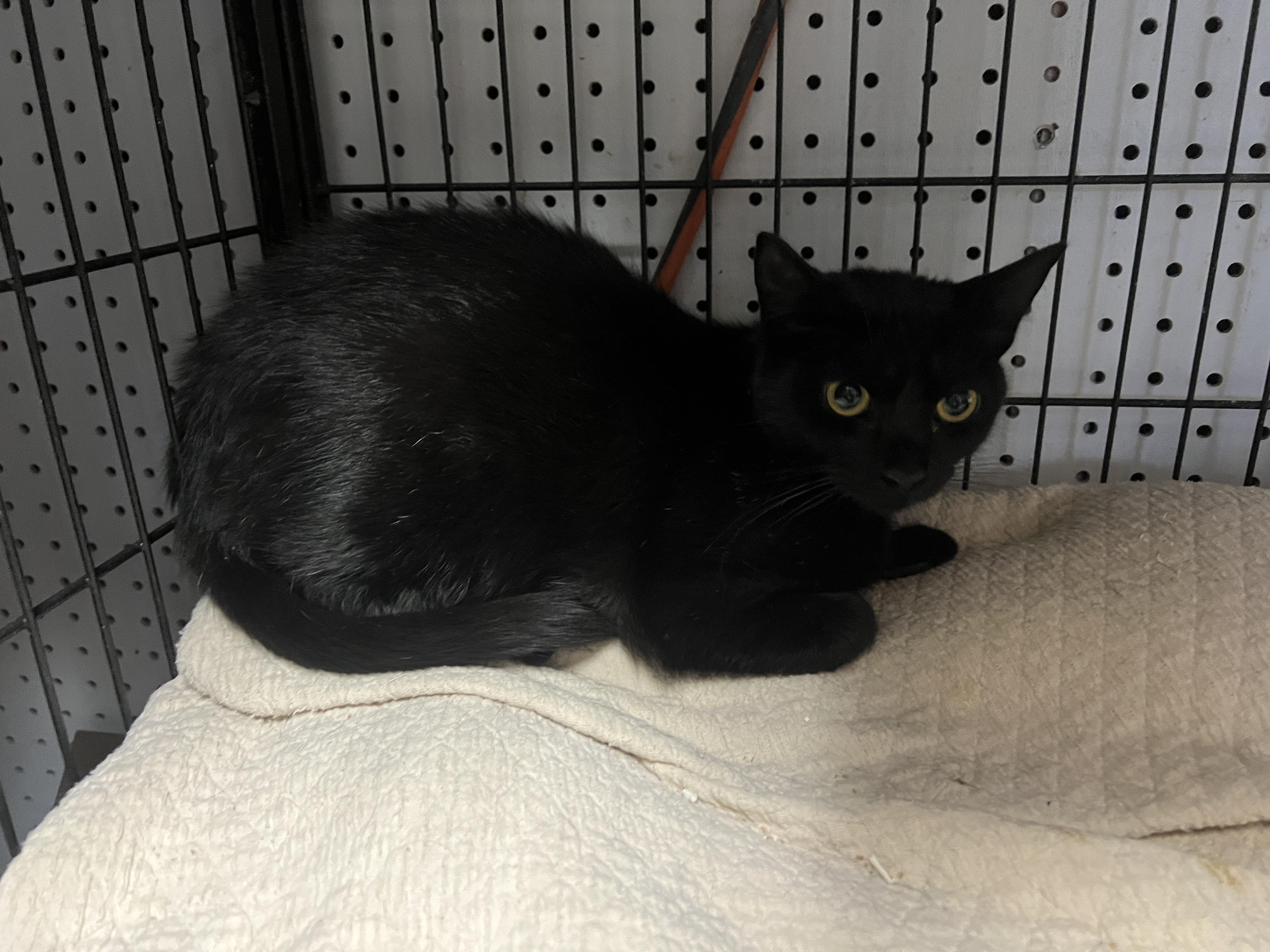 Char, a Adoptable Domestic Short Hair in chino, CA image 6/6