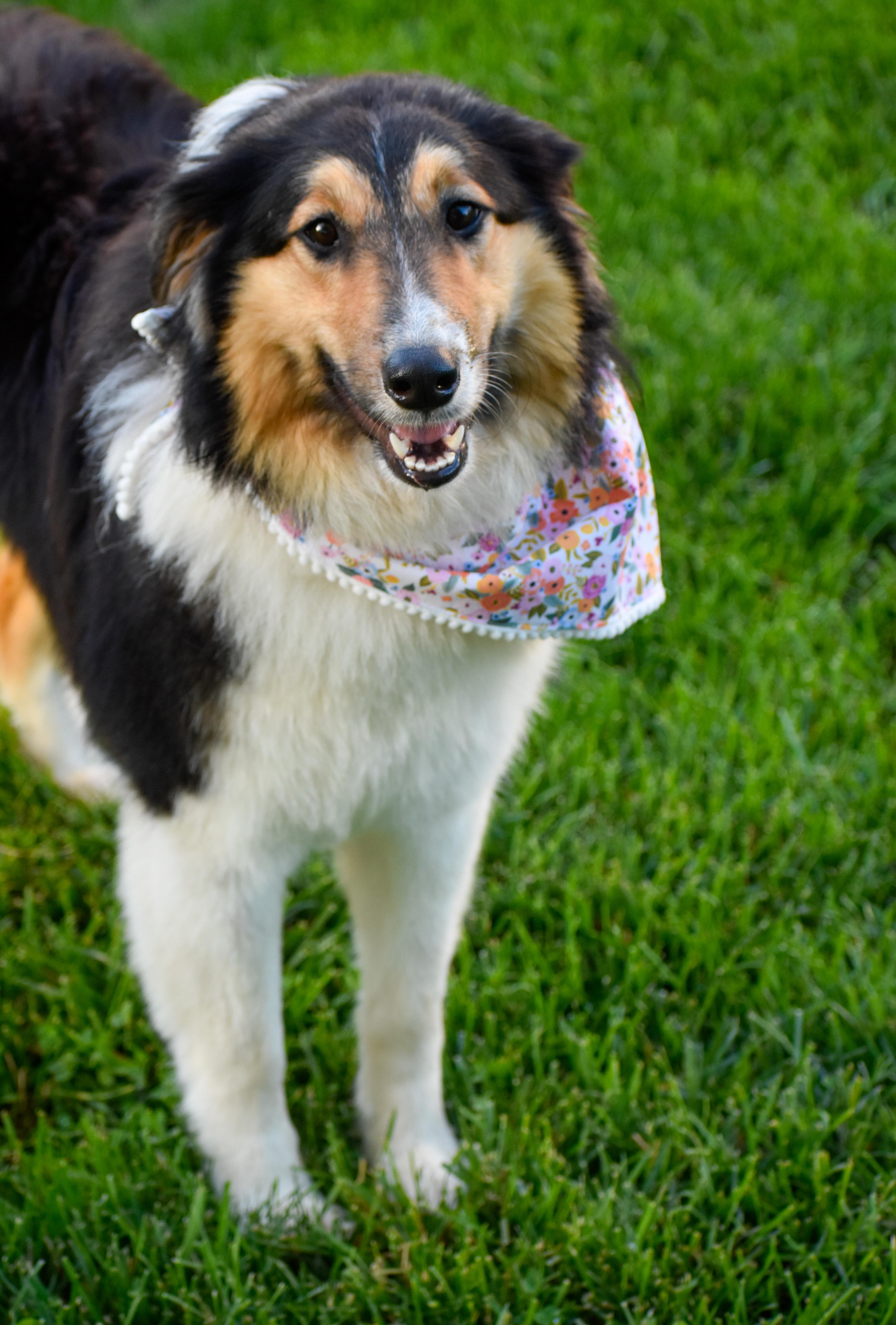 Jerri, an adopted Rough Collie in Indianapolis, IN image 2/5