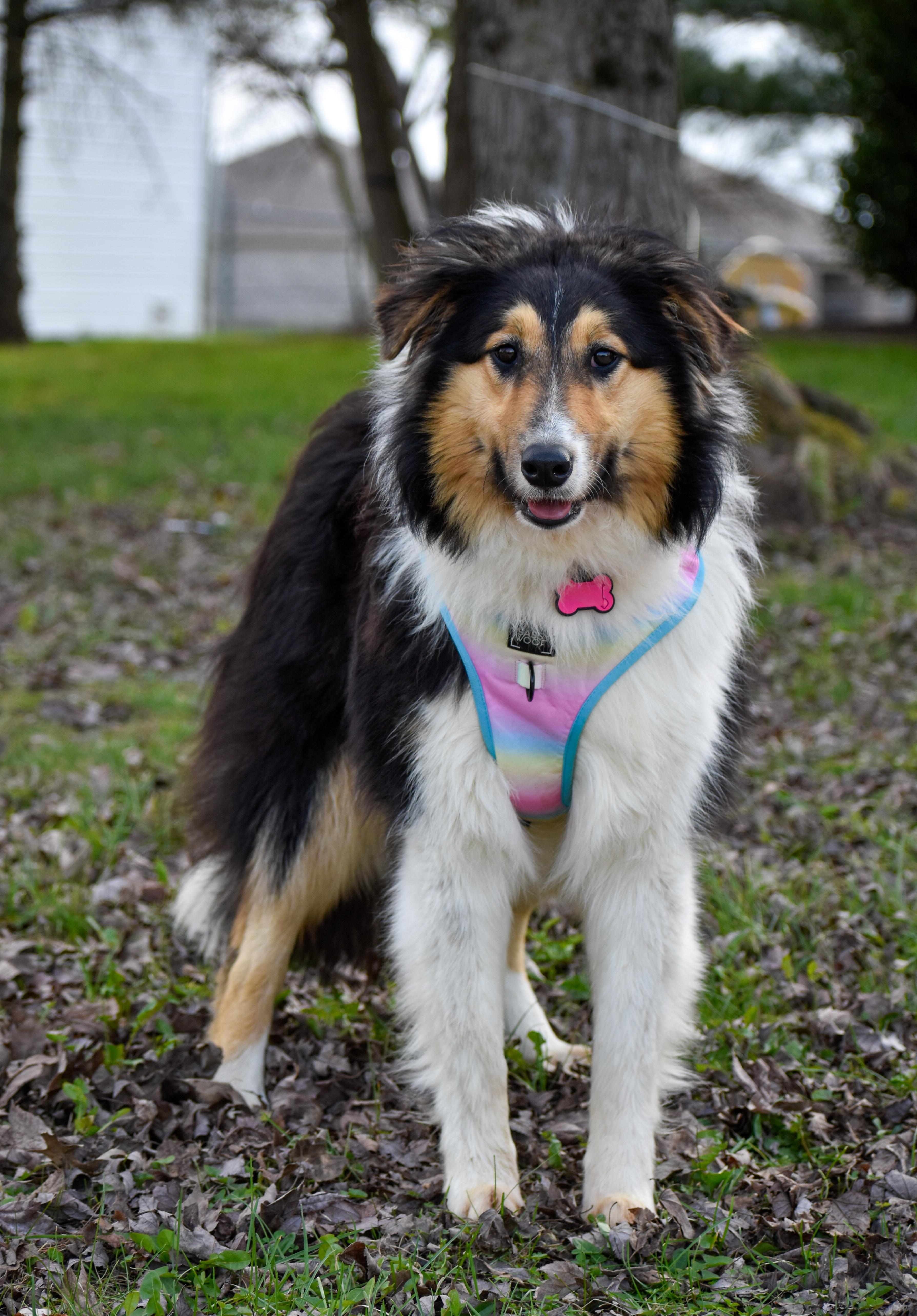 Jerri, an adopted Rough Collie in Indianapolis, IN image 5/5