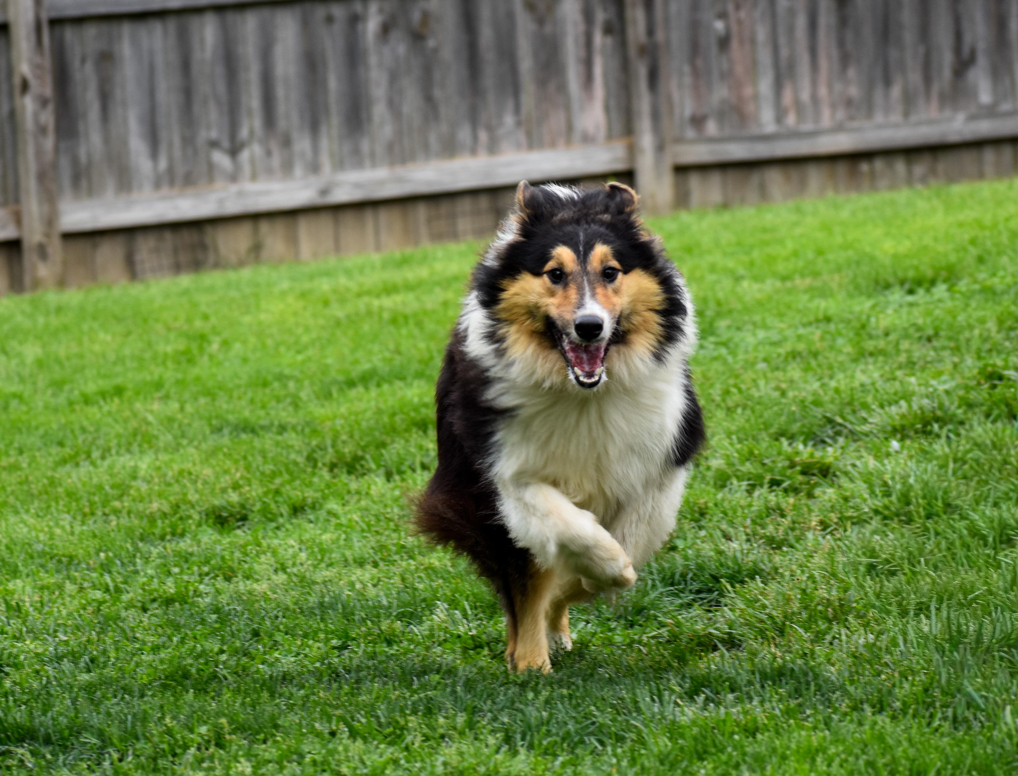 Jerri, an adopted Rough Collie in Indianapolis, IN image 4/5