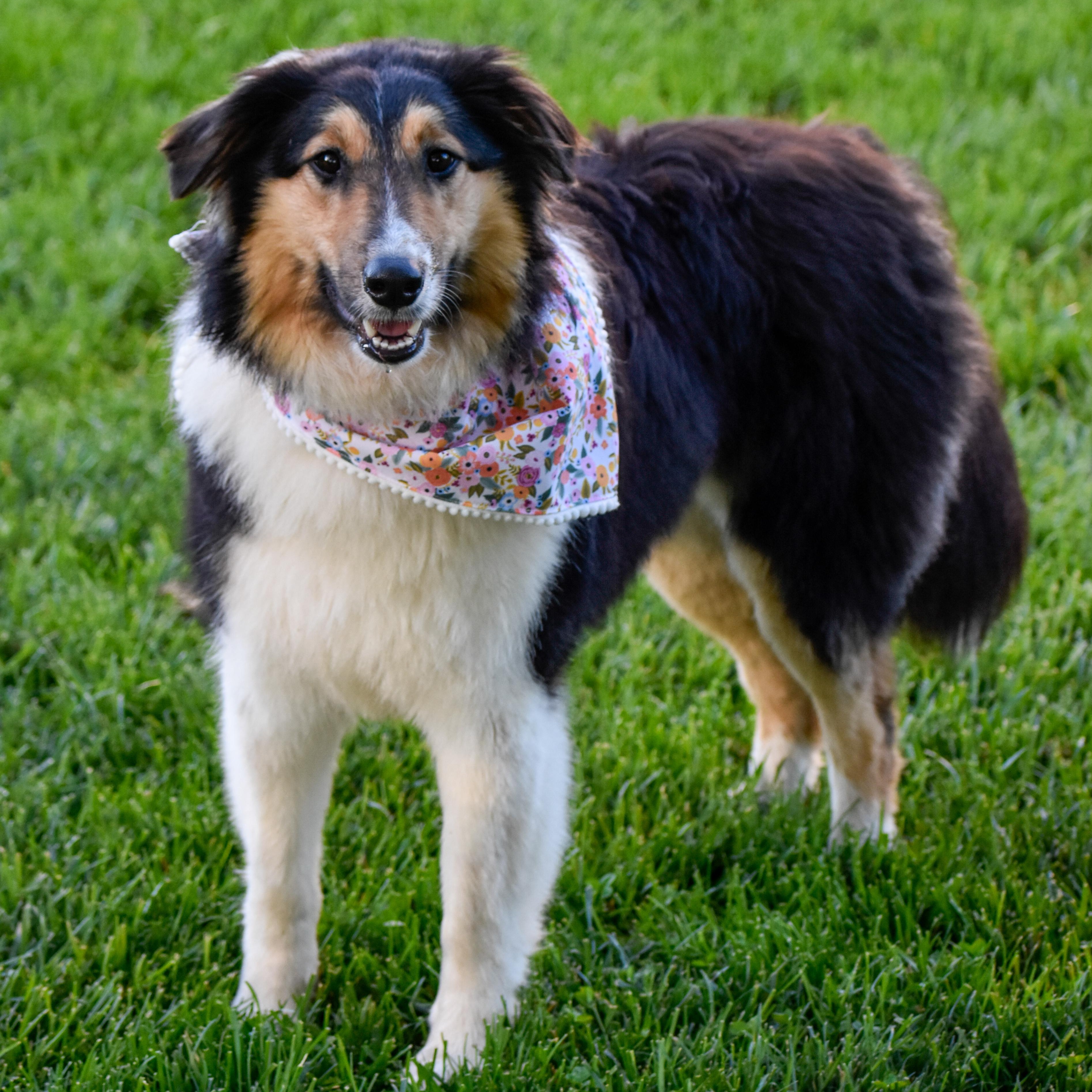 Jerri, adopted, Young Female Rough Collie.