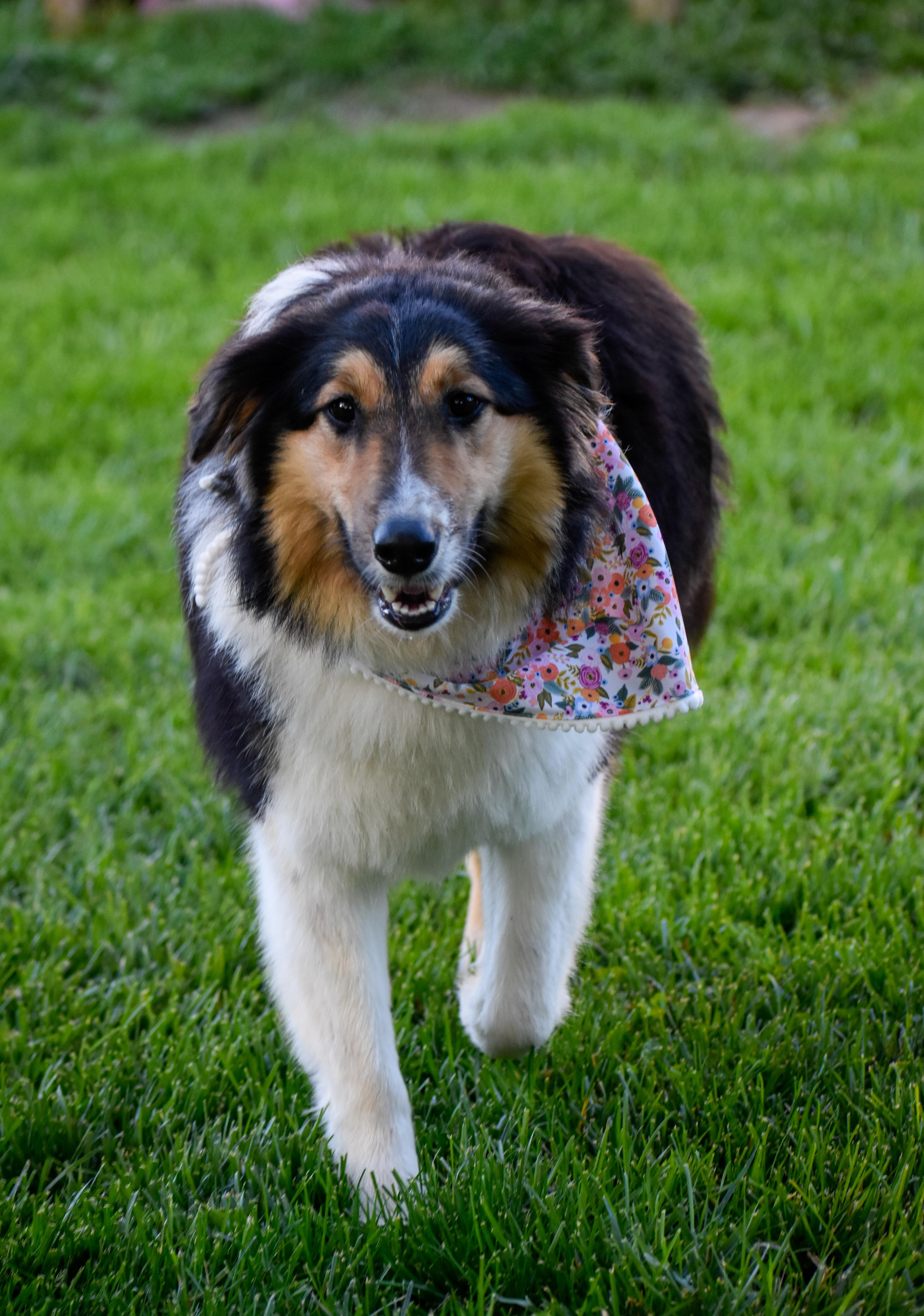 Jerri, an adopted Rough Collie in Indianapolis, IN image 3/5