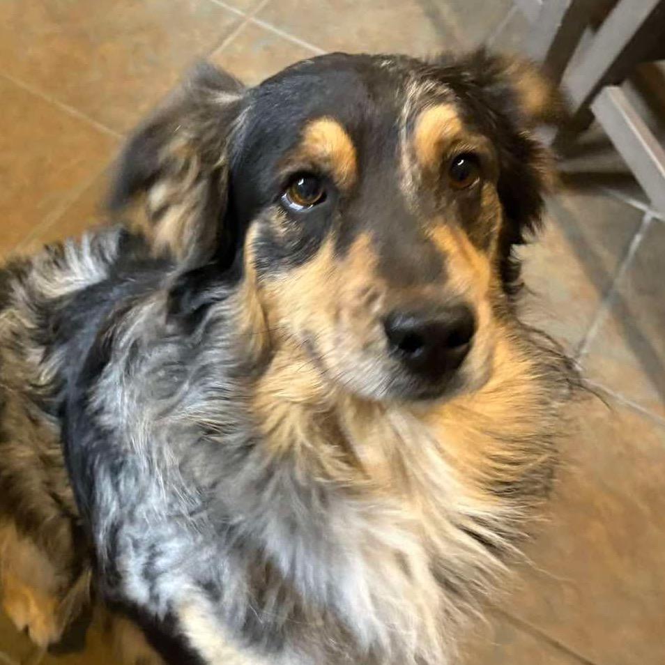 Nash, a Adoptable Australian Shepherd in Gulfport, MS image 1/3