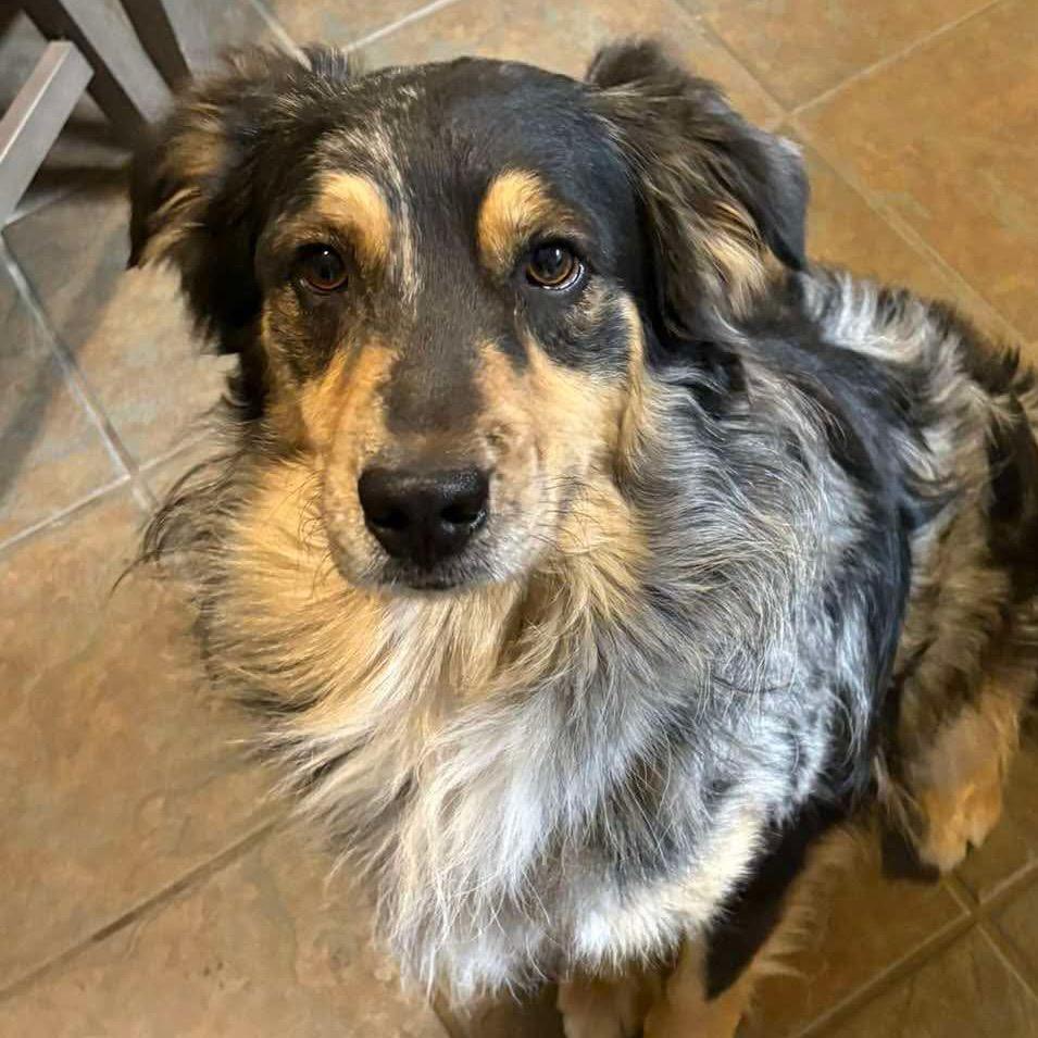 Nash, a Adoptable Australian Shepherd in Gulfport, MS image 2/3