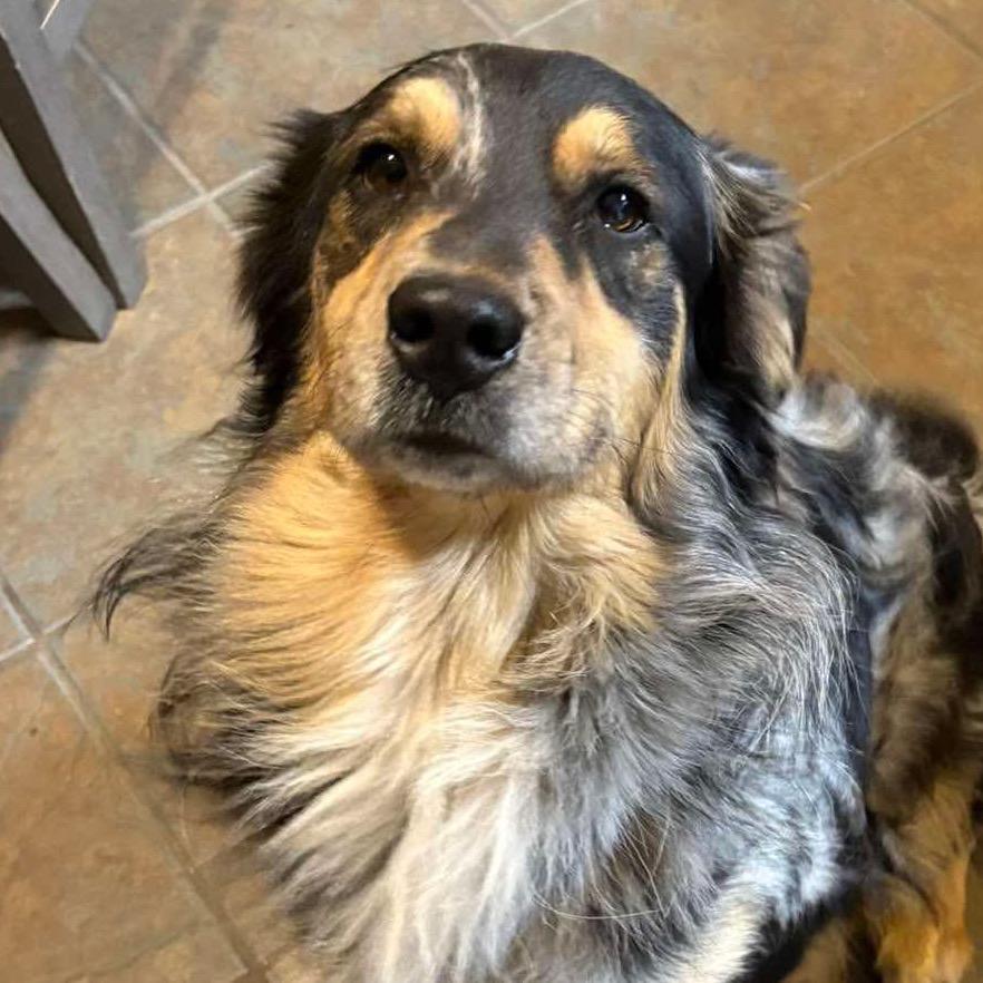Nash, a Adoptable Australian Shepherd in Gulfport, MS image 3/3