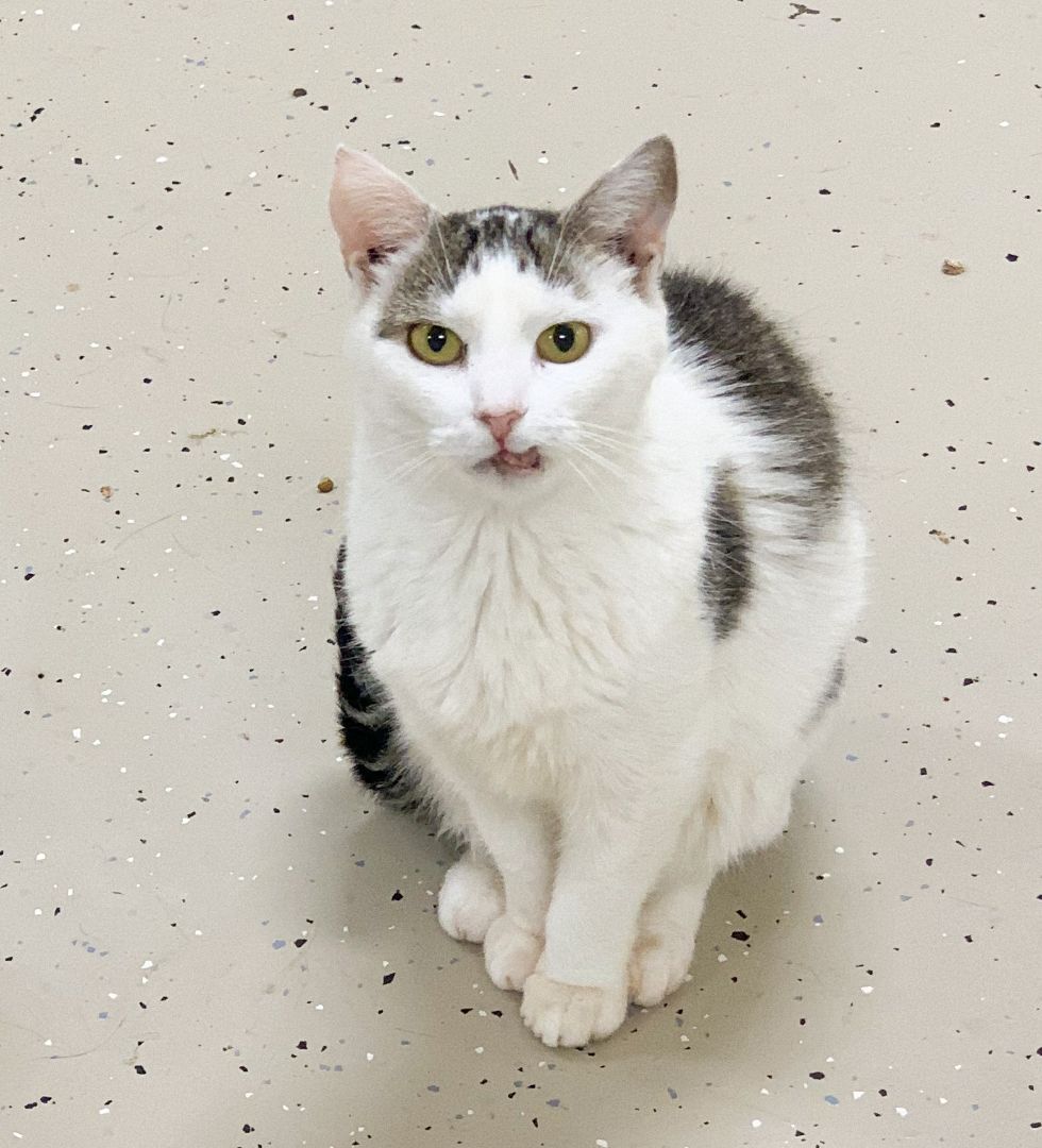 Glory, Adoptable, Adult Female Domestic Short Hair.