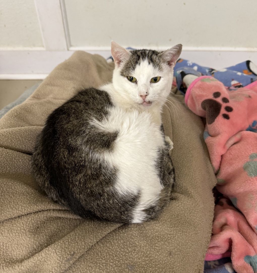 Enlarge Glory, a Adoptable Domestic Short Hair in Gouldsboro, PA image 2/7