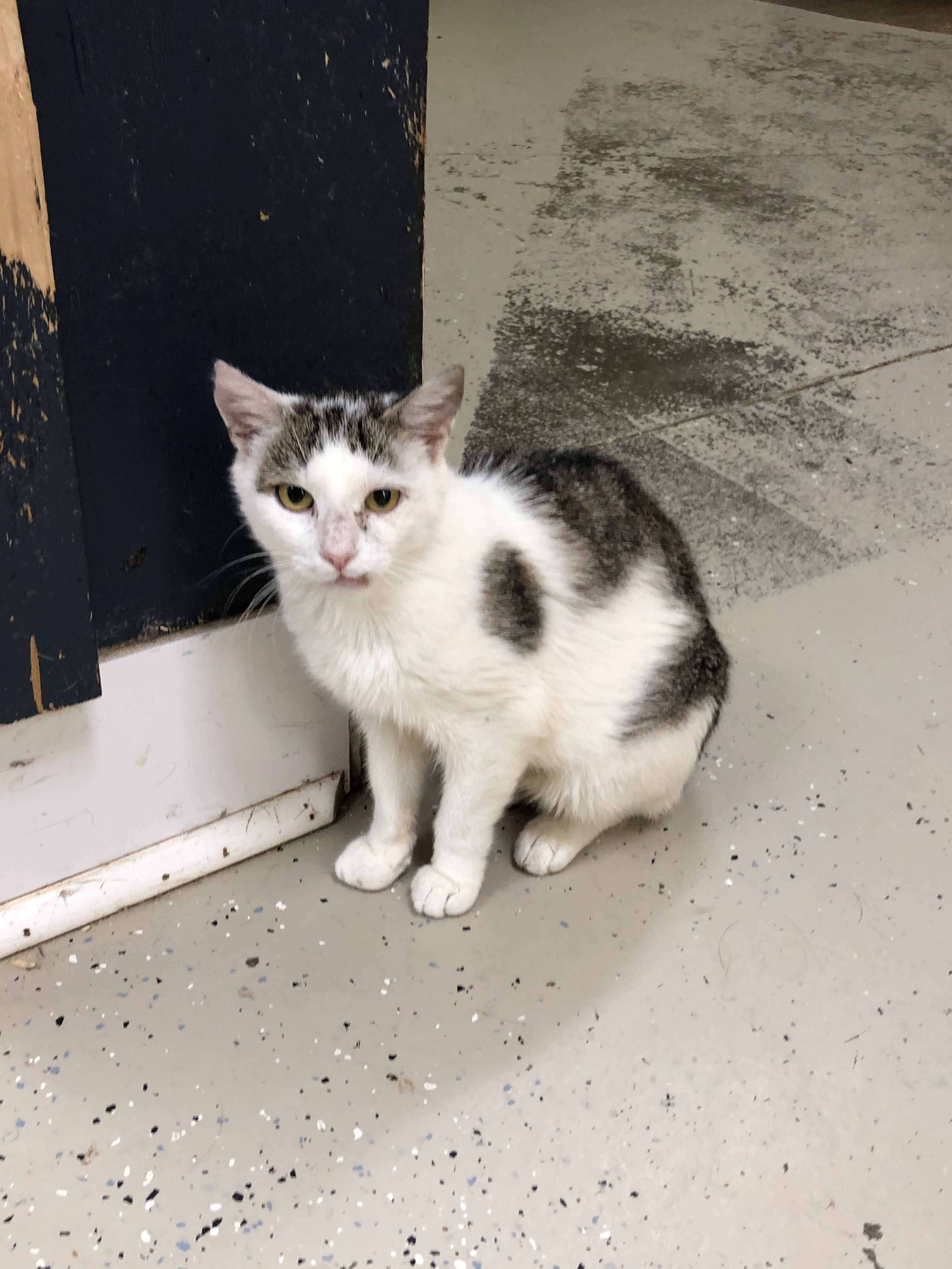 Enlarge Glory, a Adoptable Domestic Short Hair in Gouldsboro, PA image 3/7